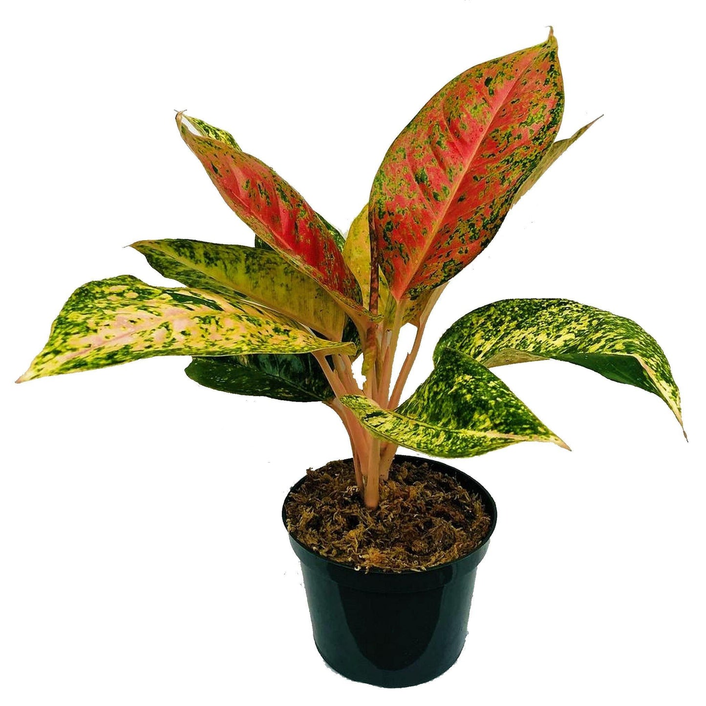 Aglaonema Sp , Wishes - www.FOP.ae Buy online Best and Healthy Plants and quality products guarantee in Dubai Plants Shop in Dubai Abu Dhabi all over UAE Plants near me Fresh Plants in Dubai where to buy plants in UAE - FOP.ae