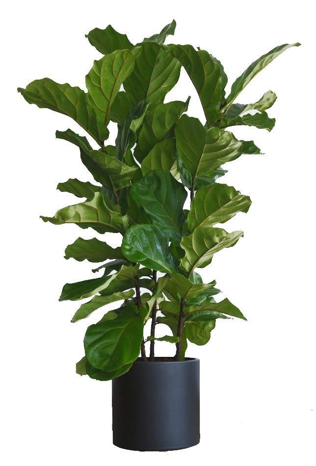 Ficus Lyrata, Fiddle Leaf Fig - www.FOP.ae Buy online Best and Healthy Plants and quality products guarantee in Dubai Plants Shop in Dubai Abu Dhabi all over UAE Plants near me Fresh Plants in Dubai where to buy plants in UAE - FOP.ae