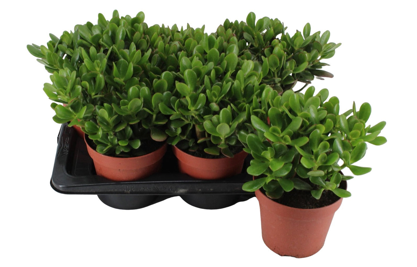 Money Tree, Crassula ovata, Dollar Plant, Jade Plant, Jade Tree - www.FOP.ae Buy online Best and Healthy Plants and quality products guarantee in Dubai Plants Shop in Dubai Abu Dhabi all over UAE Plants near me Fresh Plants in Dubai where to buy plants in UAE - FOP.ae