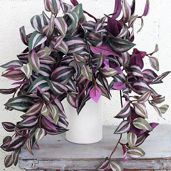 Tradescantia zebrina , Wandering Jew - www.FOP.ae Buy online Best and Healthy Plants and quality products guarantee in Dubai Plants Shop in Dubai Abu Dhabi all over UAE Plants near me Fresh Plants in Dubai where to buy plants in UAE - FOP.ae