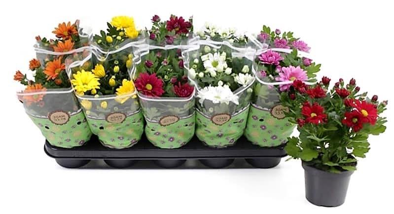 Chrysanthemum mix assorted - www.FOP.ae Buy online Best and Healthy Plants and quality products guarantee in Dubai Plants Shop in Dubai Abu Dhabi all over UAE Plants near me Fresh Plants in Dubai where to buy plants in UAE - FOP.ae