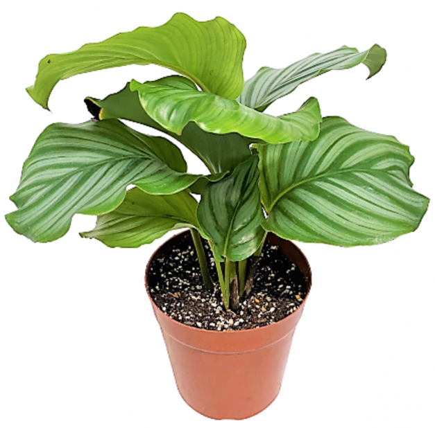 Calathea Orbifolia - www.FOP.ae Buy online Best and Healthy Plants and quality products guarantee in Dubai Plants Shop in Dubai Abu Dhabi all over UAE Plants near me Fresh Plants in Dubai where to buy plants in UAE - FOP.ae