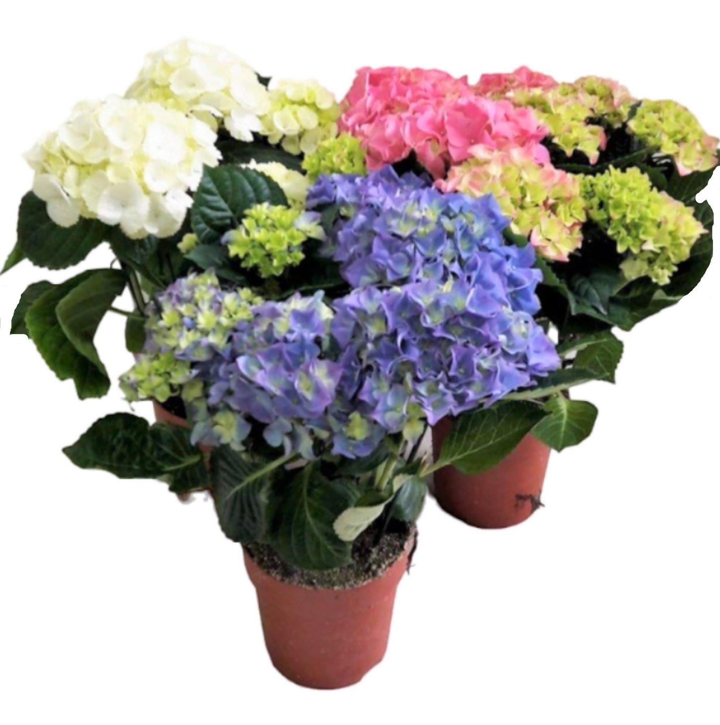 Hydrangea Mix - www.FOP.ae Buy online Best and Healthy Plants and quality products guarantee in Dubai Plants Shop in Dubai Abu Dhabi all over UAE Plants near me Fresh Plants in Dubai where to buy plants in UAE - FOP.ae