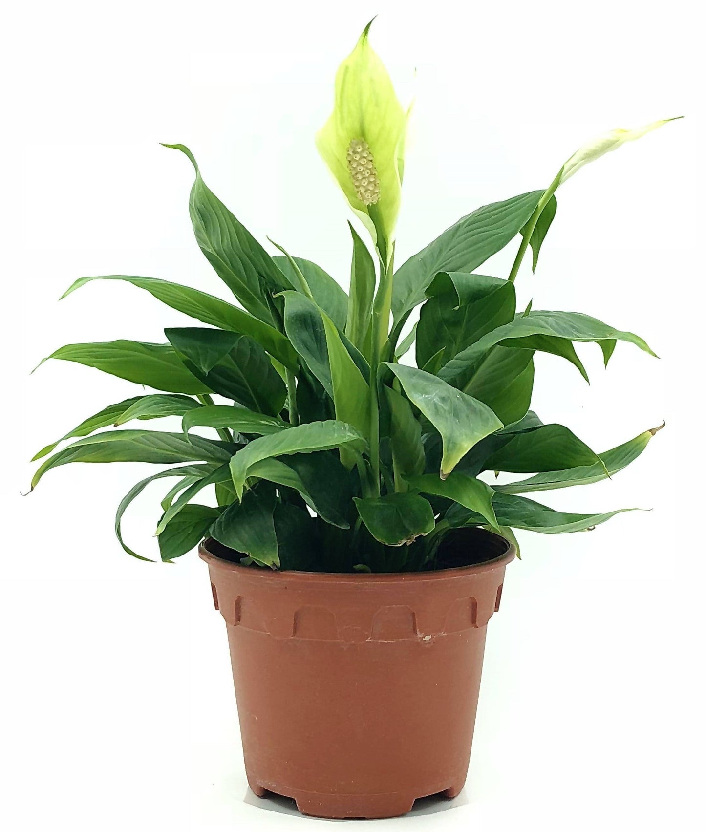 Peace Lily, Spathiphyllum - www.FOP.ae Buy online Best and Healthy Plants and quality products guarantee in Dubai Plants Shop in Dubai Abu Dhabi all over UAE Plants near me Fresh Plants in Dubai where to buy plants in UAE - FOP.ae