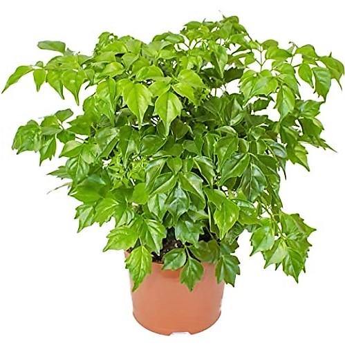 China Doll Plant - www.FOP.ae Buy online Best and Healthy Plants and quality products guarantee in Dubai Plants Shop in Dubai Abu Dhabi all over UAE Plants near me Fresh Plants in Dubai where to buy plants in UAE - FOP.ae