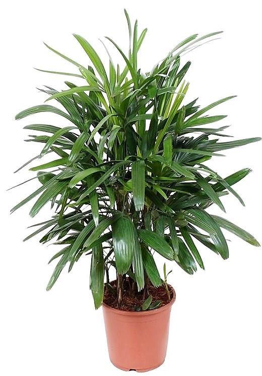 Lady Palm, Rhapis Excelsa, Miniature Fan Palm - www.FOP.ae Buy online Best and Healthy Plants and quality products guarantee in Dubai Plants Shop in Dubai Abu Dhabi all over UAE Plants near me Fresh Plants in Dubai where to buy plants in UAE - FOP.ae