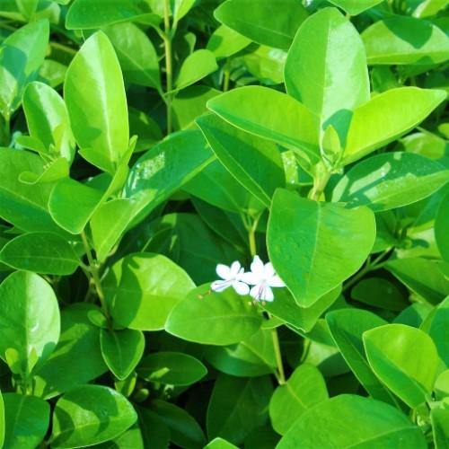 Clerodendrum inerme, Wild Jasmine - www.FOP.ae Buy online Best and Healthy Plants and quality products guarantee in Dubai Plants Shop in Dubai Abu Dhabi all over UAE Plants near me Fresh Plants in Dubai where to buy plants in UAE - FOP.ae