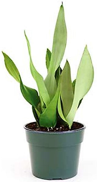 Snake Plant MoonShine, Sansevieria trifasciata - www.FOP.ae Buy online Best and Healthy Plants and quality products guarantee in Dubai Plants Shop in Dubai Abu Dhabi all over UAE Plants near me Fresh Plants in Dubai where to buy plants in UAE - FOP.ae