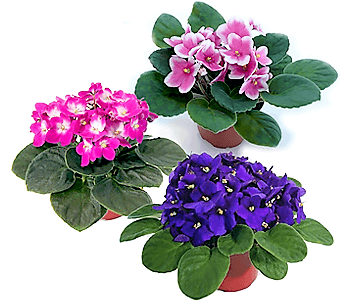 African Violets, Saintpaulia - www.FOP.ae Buy online Best and Healthy Plants and quality products guarantee in Dubai Plants Shop in Dubai Abu Dhabi all over UAE Plants near me Fresh Plants in Dubai where to buy plants in UAE - FOP.ae