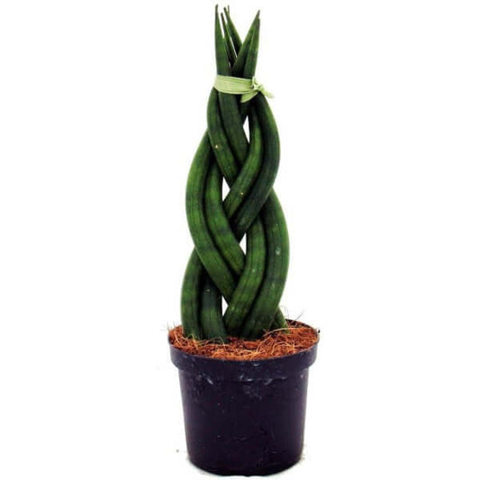 African spear , Sansevieria Cylindrica - www.FOP.ae Buy online Best and Healthy Plants and quality products guarantee in Dubai Plants Shop in Dubai Abu Dhabi all over UAE Plants near me Fresh Plants in Dubai where to buy plants in UAE - FOP.ae