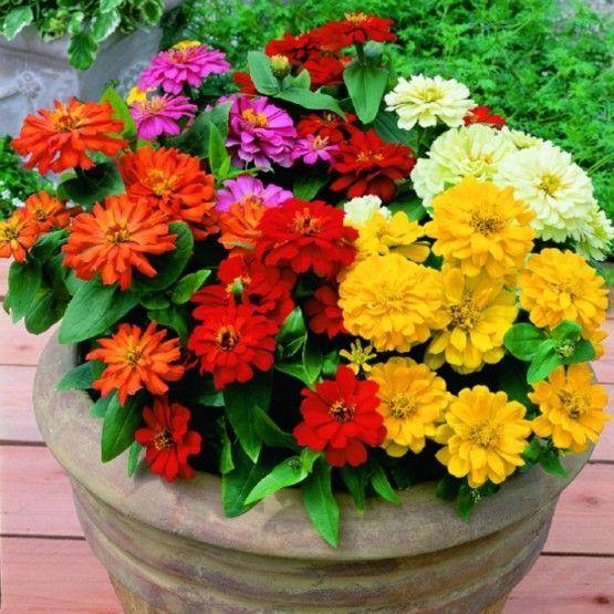 Zinnia Flowers, Zinnia (small) - www.FOP.ae Buy online Best and Healthy Plants and quality products guarantee in Dubai Plants Shop in Dubai Abu Dhabi all over UAE Plants near me Fresh Plants in Dubai where to buy plants in UAE - FOP.ae