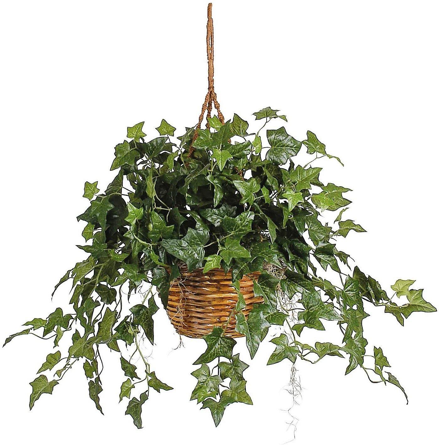Hedera helix, English Ivy - www.FOP.ae Buy online Best and Healthy Plants and quality products guarantee in Dubai Plants Shop in Dubai Abu Dhabi all over UAE Plants near me Fresh Plants in Dubai where to buy plants in UAE - FOP.ae