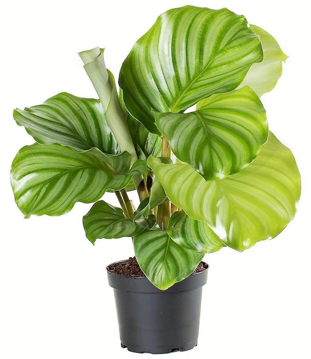 Calathea Orbifolia - www.FOP.ae Buy online Best and Healthy Plants and quality products guarantee in Dubai Plants Shop in Dubai Abu Dhabi all over UAE Plants near me Fresh Plants in Dubai where to buy plants in UAE - FOP.ae