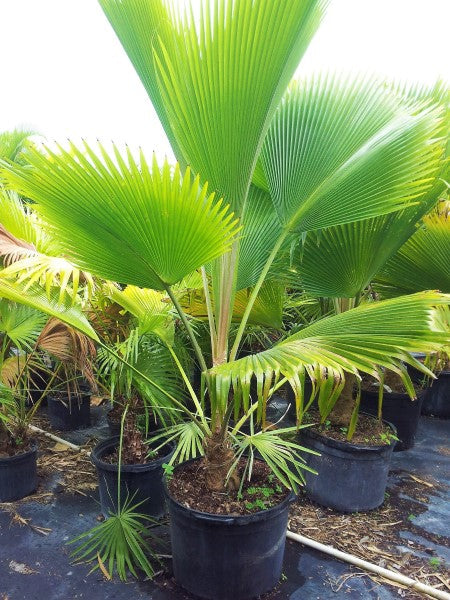 Fiji Fan Palm, Pritchardia Pacifica - www.FOP.ae Buy online Best and Healthy Plants and quality products guarantee in Dubai Plants Shop in Dubai Abu Dhabi all over UAE Plants near me Fresh Plants in Dubai where to buy plants in UAE - FOP.ae