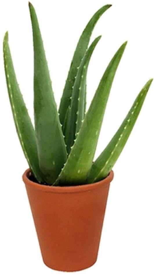 Aloe Vera, Medicina Aloe, Indoor - www.FOP.ae Buy online Best and Healthy Plants and quality products guarantee in Dubai Plants Shop in Dubai Abu Dhabi all over UAE Plants near me Fresh Plants in Dubai where to buy plants in UAE - FOP.ae