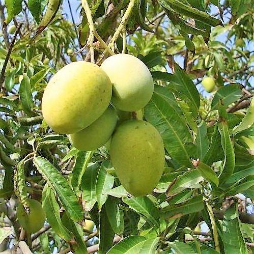 Mangifera indica, Mango Tree - www.FOP.ae Buy online Best and Healthy Plants and quality products guarantee in Dubai Plants Shop in Dubai Abu Dhabi all over UAE Plants near me Fresh Plants in Dubai where to buy plants in UAE - FOP.ae
