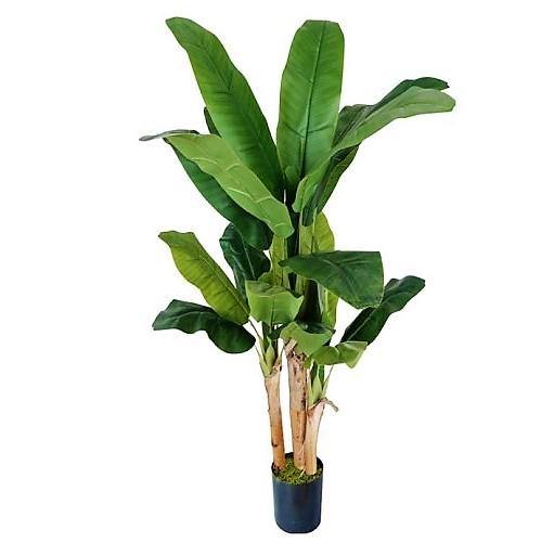 Musa paradisiaca, Banana Tree - www.FOP.ae Buy online Best and Healthy Plants and quality products guarantee in Dubai Plants Shop in Dubai Abu Dhabi all over UAE Plants near me Fresh Plants in Dubai where to buy plants in UAE - FOP.ae