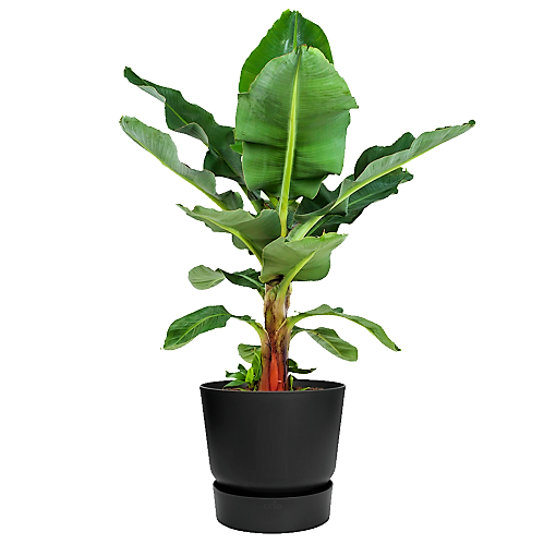 Musa paradisiaca, Banana Tree - www.FOP.ae Buy online Best and Healthy Plants and quality products guarantee in Dubai Plants Shop in Dubai Abu Dhabi all over UAE Plants near me Fresh Plants in Dubai where to buy plants in UAE - FOP.ae