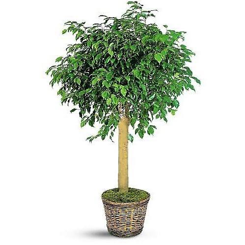 Ficus Diversifolia Rounded - www.FOP.ae Buy online Best and Healthy Plants and quality products guarantee in Dubai Plants Shop in Dubai Abu Dhabi all over UAE Plants near me Fresh Plants in Dubai where to buy plants in UAE - FOP.ae