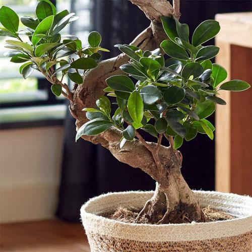 Ficus S Bonsai - www.FOP.ae Buy online Best and Healthy Plants and quality products guarantee in Dubai Plants Shop in Dubai Abu Dhabi all over UAE Plants near me Fresh Plants in Dubai where to buy plants in UAE - FOP.ae