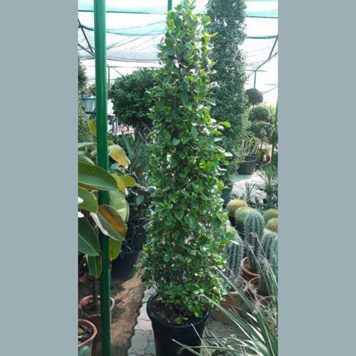 Ficus Diversifolia Cone Shape - www.FOP.ae Buy online Best and Healthy Plants and quality products guarantee in Dubai Plants Shop in Dubai Abu Dhabi all over UAE Plants near me Fresh Plants in Dubai where to buy plants in UAE - FOP.ae