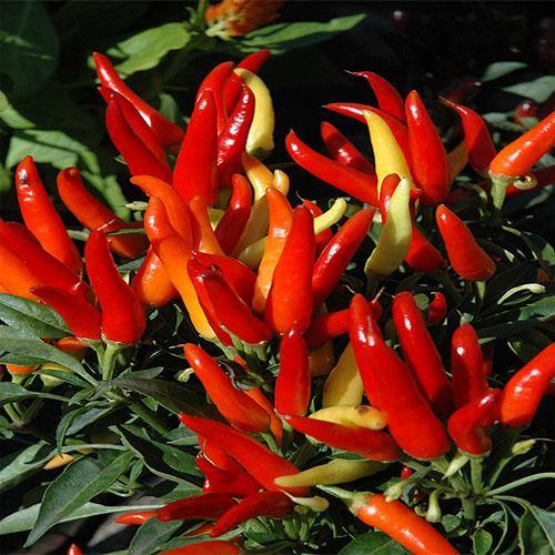 Ornamental Pepper Plant - www.FOP.ae Buy online Best and Healthy Plants and quality products guarantee in Dubai Plants Shop in Dubai Abu Dhabi all over UAE Plants near me Fresh Plants in Dubai where to buy plants in UAE - FOP.ae