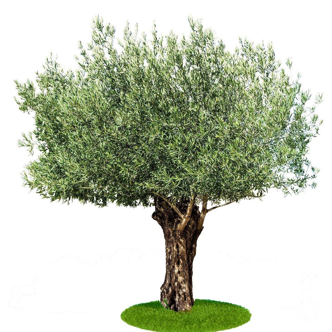 Olive Tree, Olea Europaea - www.FOP.ae Buy online Best and Healthy Plants and quality products guarantee in Dubai Plants Shop in Dubai Abu Dhabi all over UAE Plants near me Fresh Plants in Dubai where to buy plants in UAE - FOP.ae