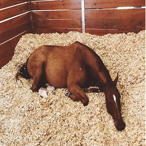 Pine Flakes, Shavings, Horse Bedding 14KG - www.FOP.ae Buy online Best and Healthy Plants and quality products guarantee in Dubai Plants Shop in Dubai Abu Dhabi all over UAE Plants near me Fresh Plants in Dubai where to buy plants in UAE - FOP.ae