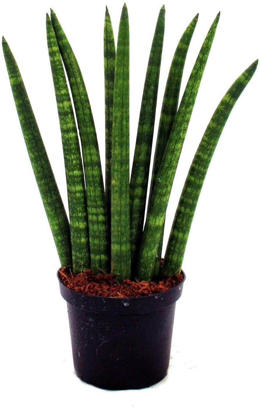 African spear , Sansevieria Cylindrica - www.FOP.ae Buy online Best and Healthy Plants and quality products guarantee in Dubai Plants Shop in Dubai Abu Dhabi all over UAE Plants near me Fresh Plants in Dubai where to buy plants in UAE - FOP.ae