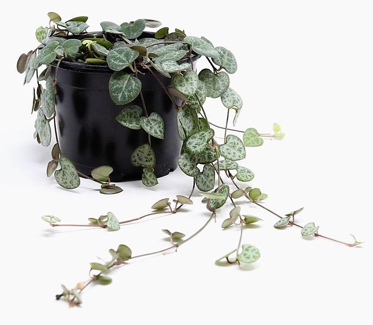 String of Hearts, Ceropegia Woodii - www.FOP.ae Buy online Best and Healthy Plants and quality products guarantee in Dubai Plants Shop in Dubai Abu Dhabi all over UAE Plants near me Fresh Plants in Dubai where to buy plants in UAE - FOP.ae