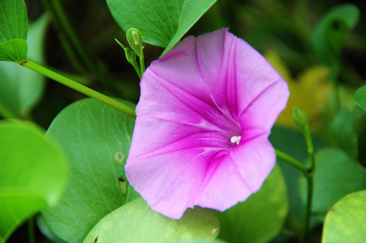 Ipomoea Pes-Caprae, Railroad Vine or Railway Creeper - www.FOP.ae Buy online Best and Healthy Plants and quality products guarantee in Dubai Plants Shop in Dubai Abu Dhabi all over UAE Plants near me Fresh Plants in Dubai where to buy plants in UAE - FOP.ae