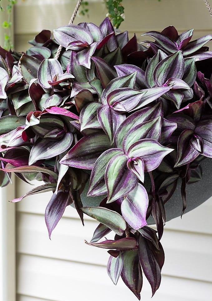 Tradescantia zebrina , Wandering Jew - www.FOP.ae Buy online Best and Healthy Plants and quality products guarantee in Dubai Plants Shop in Dubai Abu Dhabi all over UAE Plants near me Fresh Plants in Dubai where to buy plants in UAE - FOP.ae