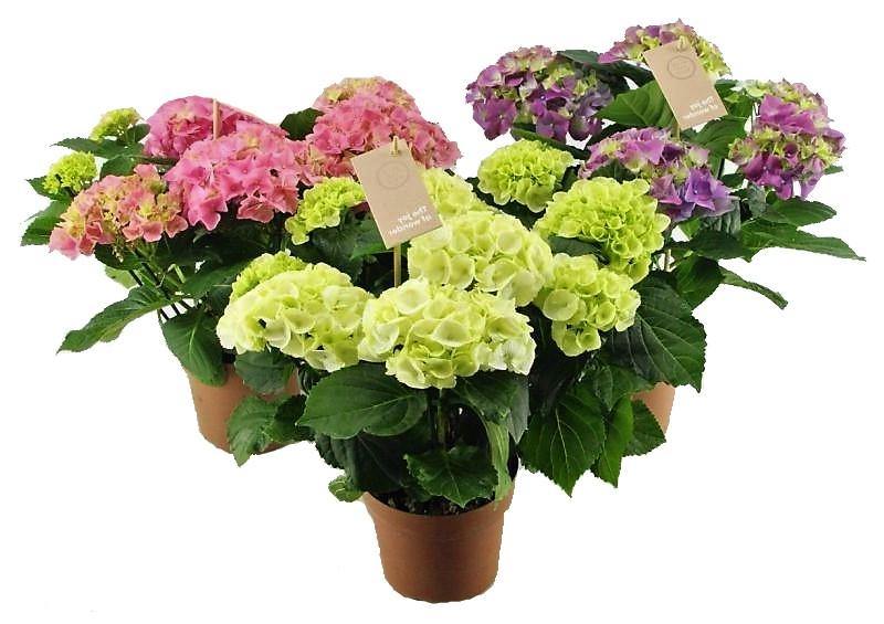 Hydrangea Mix - www.FOP.ae Buy online Best and Healthy Plants and quality products guarantee in Dubai Plants Shop in Dubai Abu Dhabi all over UAE Plants near me Fresh Plants in Dubai where to buy plants in UAE - FOP.ae