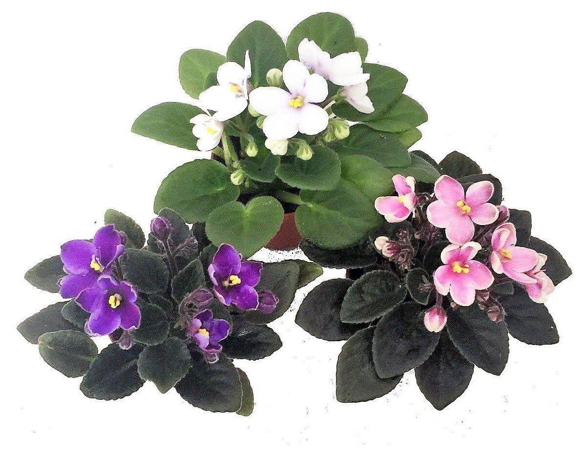African Violets, Saintpaulia - www.FOP.ae Buy online Best and Healthy Plants and quality products guarantee in Dubai Plants Shop in Dubai Abu Dhabi all over UAE Plants near me Fresh Plants in Dubai where to buy plants in UAE - FOP.ae