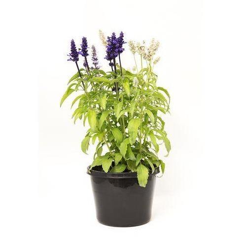 Sage of the diviners (small) - www.FOP.ae Buy online Best and Healthy Plants and quality products guarantee in Dubai Plants Shop in Dubai Abu Dhabi all over UAE Plants near me Fresh Plants in Dubai where to buy plants in UAE - FOP.ae