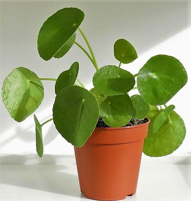 Chinese Money Plant, Pilea Peperomioides - www.FOP.ae Buy online Best and Healthy Plants and quality products guarantee in Dubai Plants Shop in Dubai Abu Dhabi all over UAE Plants near me Fresh Plants in Dubai where to buy plants in UAE - FOP.ae