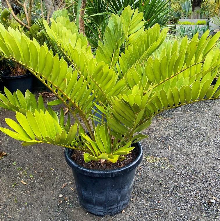 Cardboard Palm, Zamia Furfuracea - www.FOP.ae Buy online Best and Healthy Plants and quality products guarantee in Dubai Plants Shop in Dubai Abu Dhabi all over UAE Plants near me Fresh Plants in Dubai where to buy plants in UAE - FOP.ae