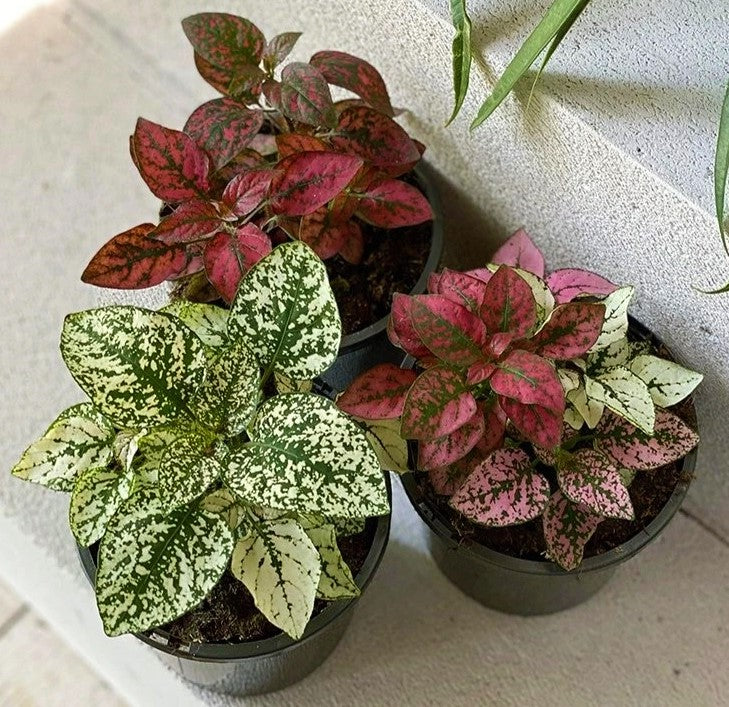 Polka Dot Plant, Hypoestes Phyllostachya Outdoor - www.FOP.ae Buy online Best and Healthy Plants and quality products guarantee in Dubai Plants Shop in Dubai Abu Dhabi all over UAE Plants near me Fresh Plants in Dubai where to buy plants in UAE - FOP.ae