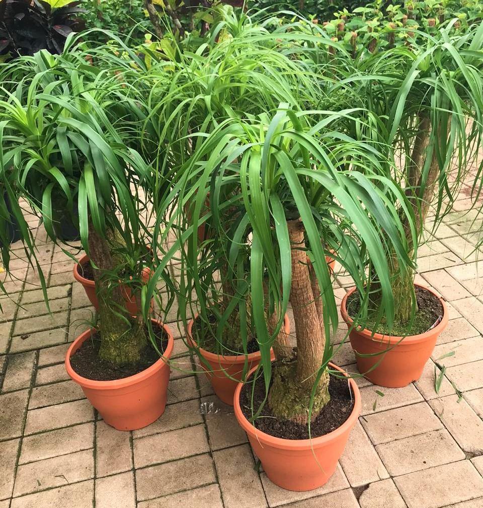Elephant’s Foot, Beaucarnea Recurvata, Ponytail Palm - www.FOP.ae Buy online Best and Healthy Plants and quality products guarantee in Dubai Plants Shop in Dubai Abu Dhabi all over UAE Plants near me Fresh Plants in Dubai where to buy plants in UAE - FOP.ae