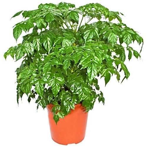China Doll Plant - www.FOP.ae Buy online Best and Healthy Plants and quality products guarantee in Dubai Plants Shop in Dubai Abu Dhabi all over UAE Plants near me Fresh Plants in Dubai where to buy plants in UAE - FOP.ae