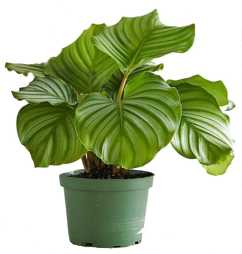 Calathea Orbifolia - www.FOP.ae Buy online Best and Healthy Plants and quality products guarantee in Dubai Plants Shop in Dubai Abu Dhabi all over UAE Plants near me Fresh Plants in Dubai where to buy plants in UAE - FOP.ae