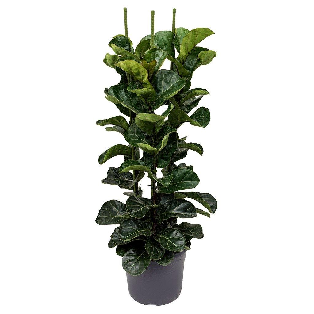 Ficus Lyrata, Fiddle Leaf Fig - www.FOP.ae Buy online Best and Healthy Plants and quality products guarantee in Dubai Plants Shop in Dubai Abu Dhabi all over UAE Plants near me Fresh Plants in Dubai where to buy plants in UAE - FOP.ae
