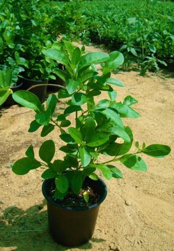 Clerodendrum inerme, Wild Jasmine - www.FOP.ae Buy online Best and Healthy Plants and quality products guarantee in Dubai Plants Shop in Dubai Abu Dhabi all over UAE Plants near me Fresh Plants in Dubai where to buy plants in UAE - FOP.ae