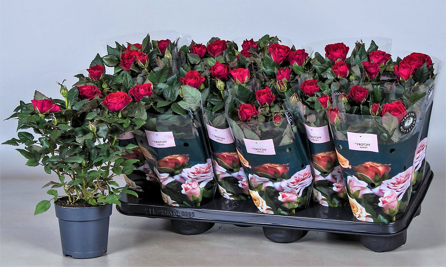 Rose Plant Indoor - www.FOP.ae Buy online Best and Healthy Plants and quality products guarantee in Dubai Plants Shop in Dubai Abu Dhabi all over UAE Plants near me Fresh Plants in Dubai where to buy plants in UAE - FOP.ae