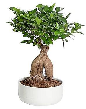 Ficus Ginseng Bonsai - www.FOP.ae Buy online Best and Healthy Plants and quality products guarantee in Dubai Plants Shop in Dubai Abu Dhabi all over UAE Plants near me Fresh Plants in Dubai where to buy plants in UAE - FOP.ae