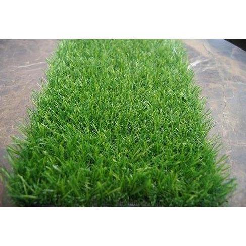 Zoysia Japonica, Korean Lawn Grass - www.FOP.ae Buy online Best and Healthy Plants and quality products guarantee in Dubai Plants Shop in Dubai Abu Dhabi all over UAE Plants near me Fresh Plants in Dubai where to buy plants in UAE - FOP.ae