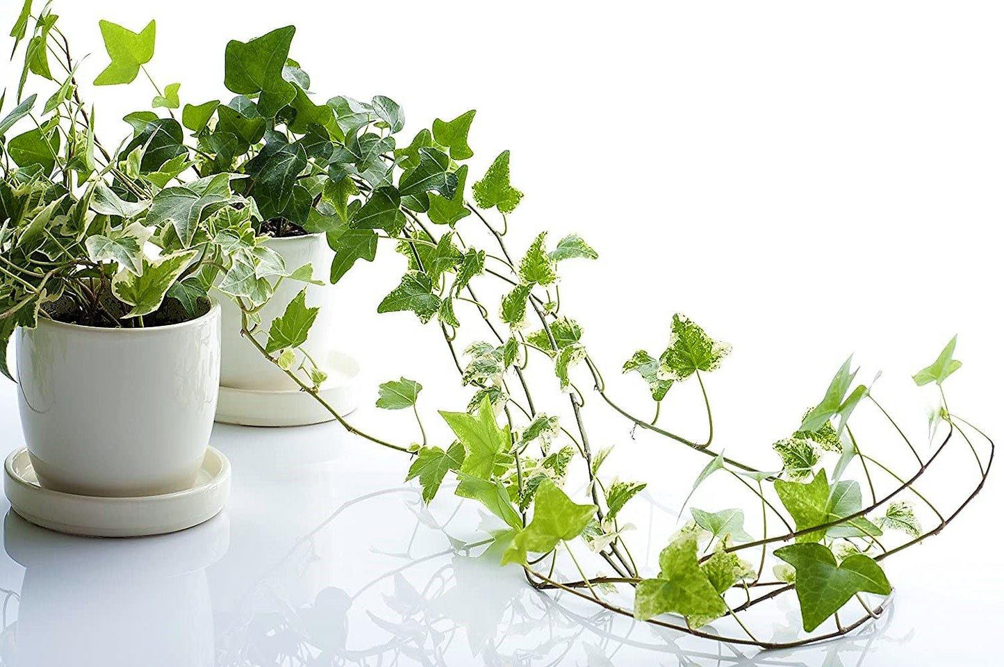 Hedera helix, English Ivy - www.FOP.ae Buy online Best and Healthy Plants and quality products guarantee in Dubai Plants Shop in Dubai Abu Dhabi all over UAE Plants near me Fresh Plants in Dubai where to buy plants in UAE - FOP.ae