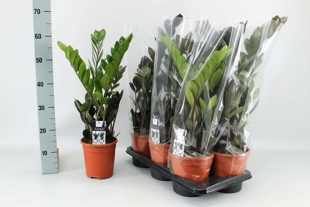 ZZ Plant, Zamioculcas Zamiifolia, Zanzibar Gem - www.FOP.ae Buy online Best and Healthy Plants and quality products guarantee in Dubai Plants Shop in Dubai Abu Dhabi all over UAE Plants near me Fresh Plants in Dubai where to buy plants in UAE - FOP.ae