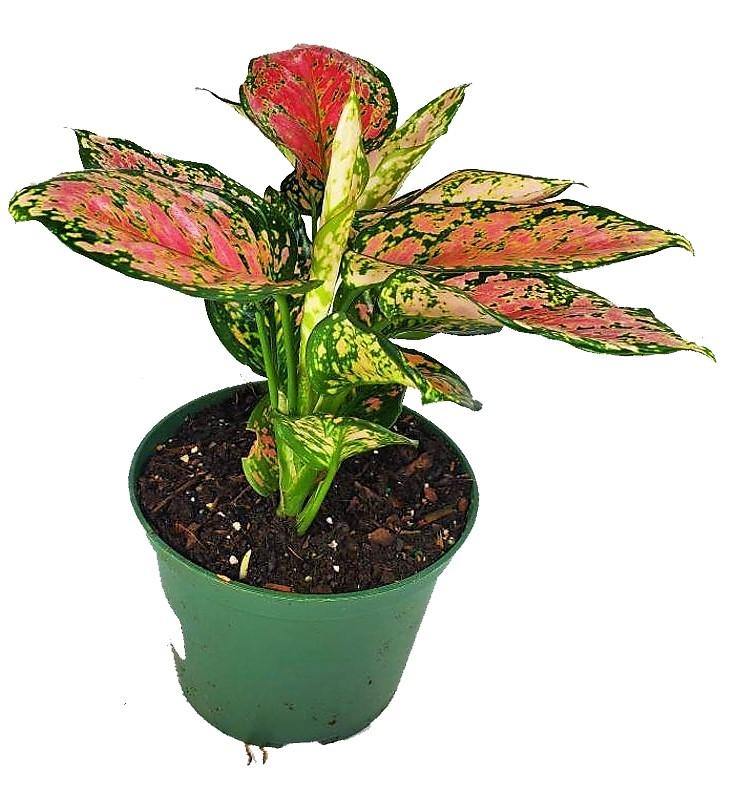 Aglaonema Sp , Wishes - www.FOP.ae Buy online Best and Healthy Plants and quality products guarantee in Dubai Plants Shop in Dubai Abu Dhabi all over UAE Plants near me Fresh Plants in Dubai where to buy plants in UAE - FOP.ae