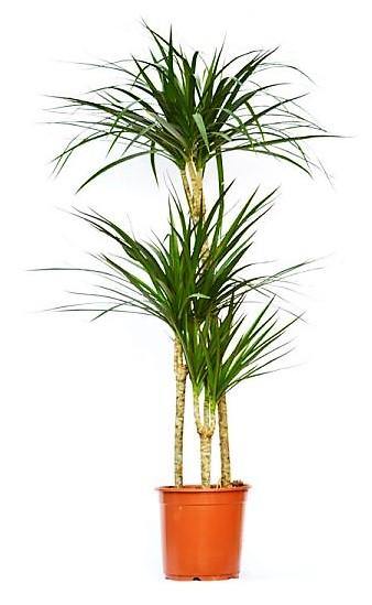 Dracaena Marginata - www.FOP.ae Buy online Best and Healthy Plants and quality products guarantee in Dubai Plants Shop in Dubai Abu Dhabi all over UAE Plants near me Fresh Plants in Dubai where to buy plants in UAE - FOP.ae